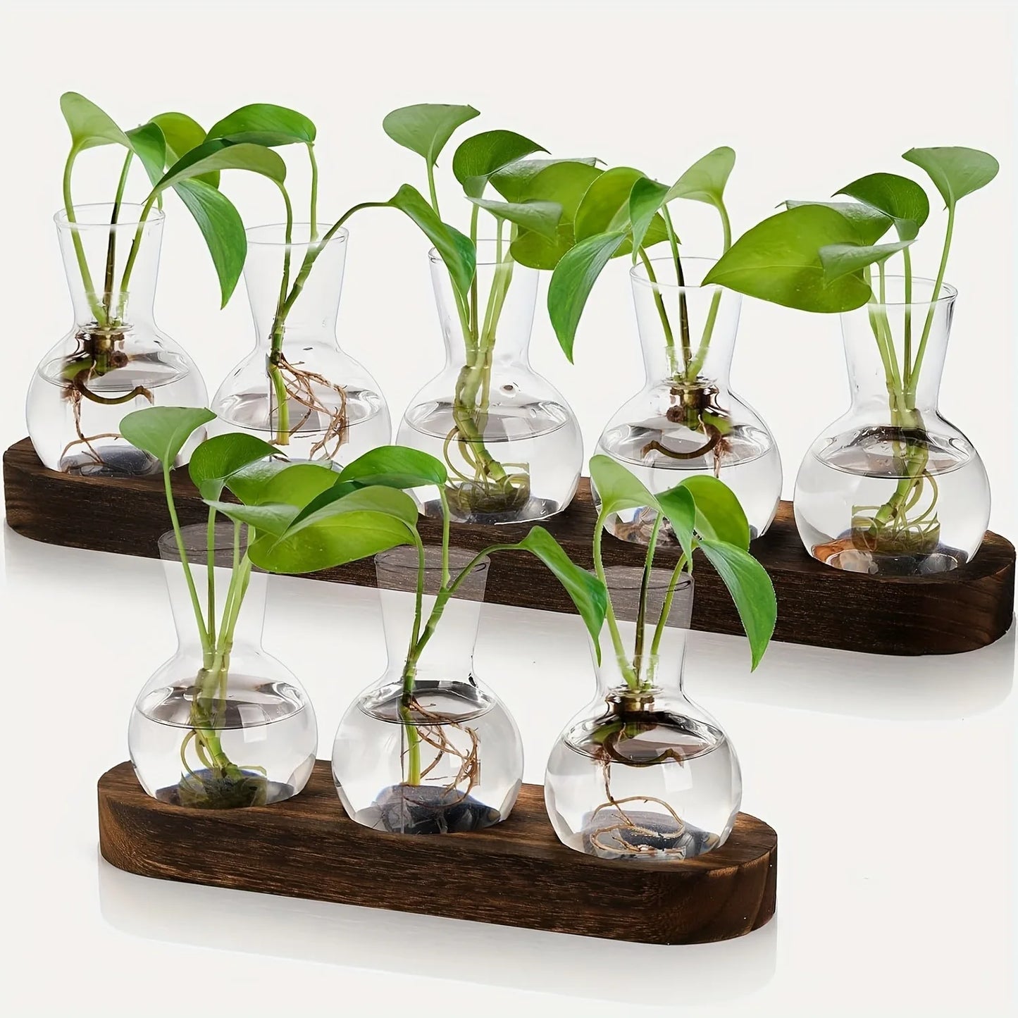 Plant terrarium glass vase set with plants, featuring transparent glass containers on a wooden tray for indoor decor.