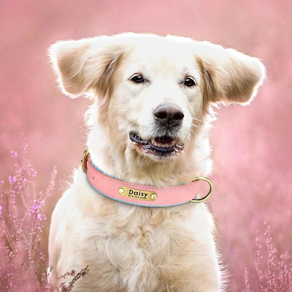 Personalized leather dog collar with nameplate tag on a fluffy dog in a pink field.