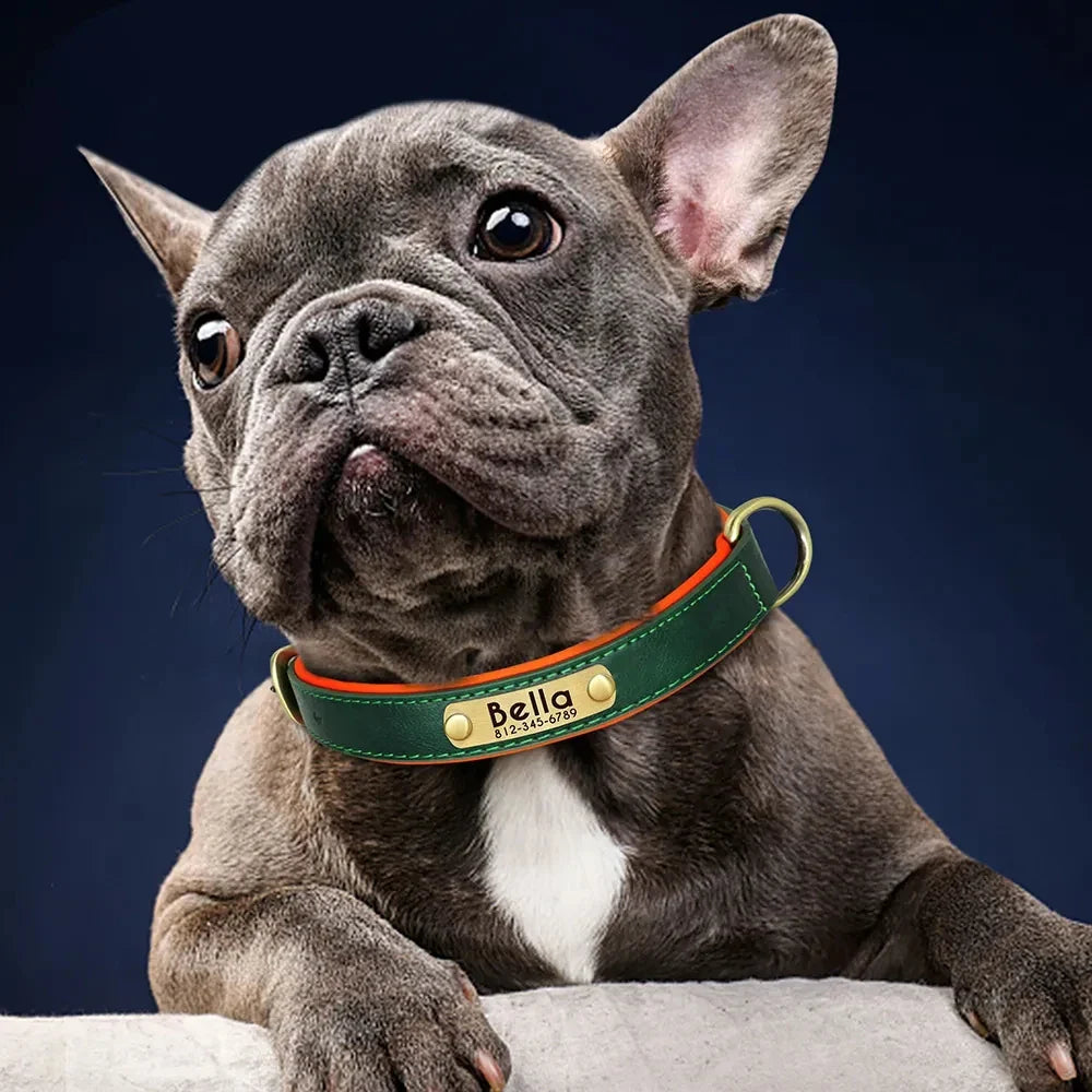 Personalized leather custom dog collar on small dog.