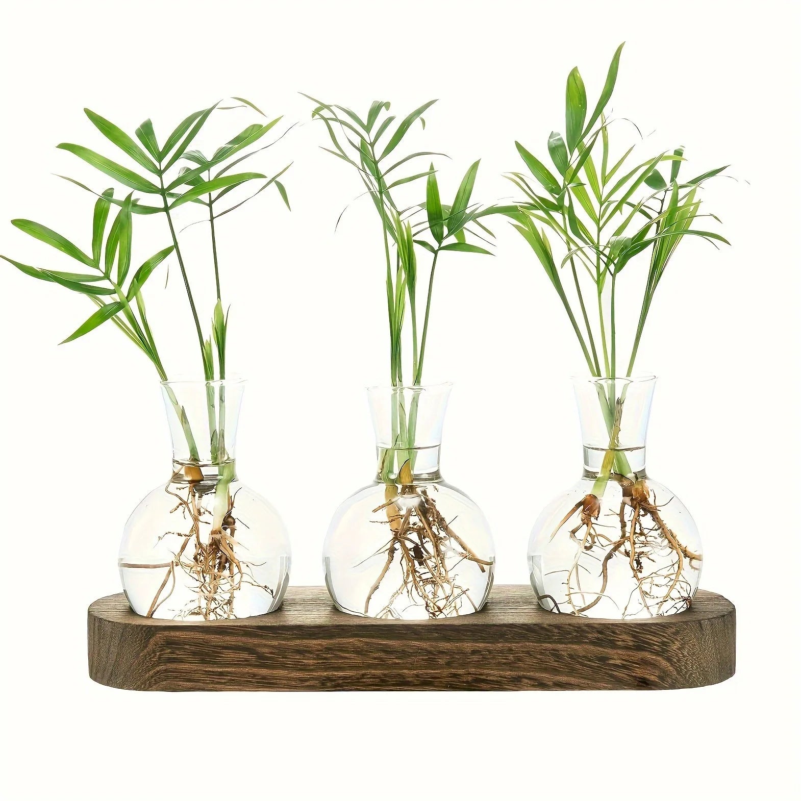 Modern glass plant terrarium with wooden tray for hydroponics and indoor decor.