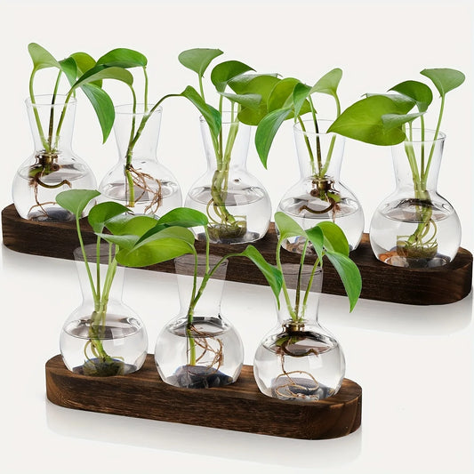 Plant terrarium glass vase set with plants, featuring transparent glass containers on a wooden tray for indoor decor.