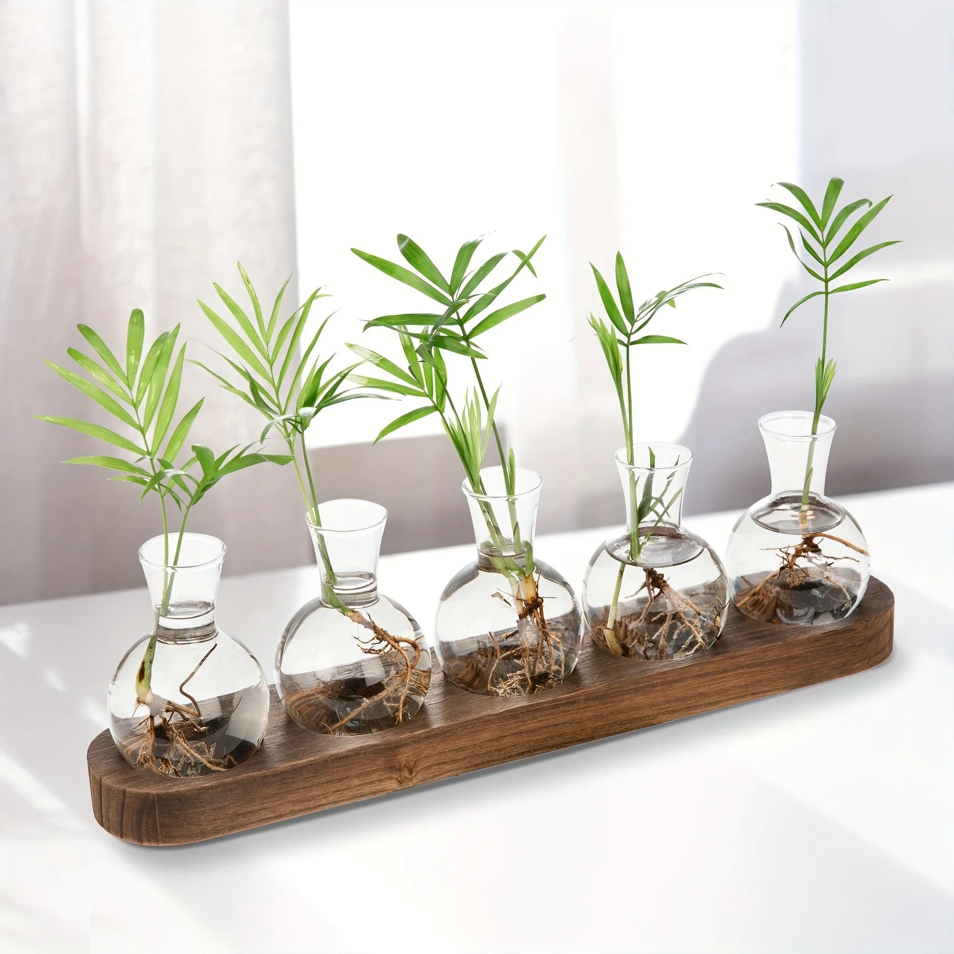 Modern plant terrarium glass vase set with wooden tray for hydroponics propagation.