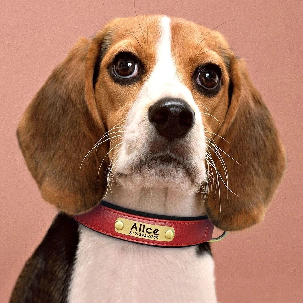 Personalized leather custom dog collar with pet ID tag on beagle.