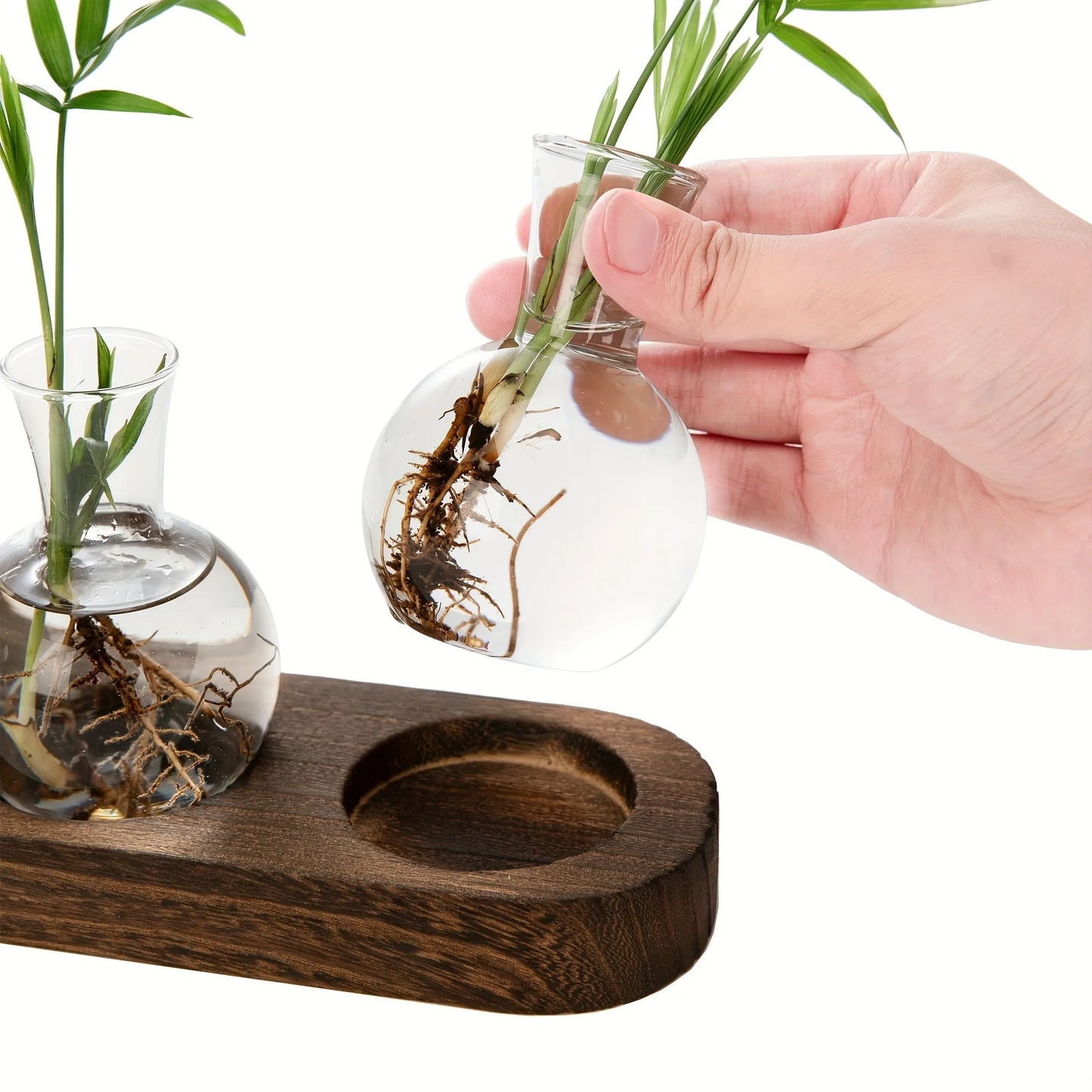 Plant terrarium glass vase with wooden tray, ideal for hydroponics and indoor decor.