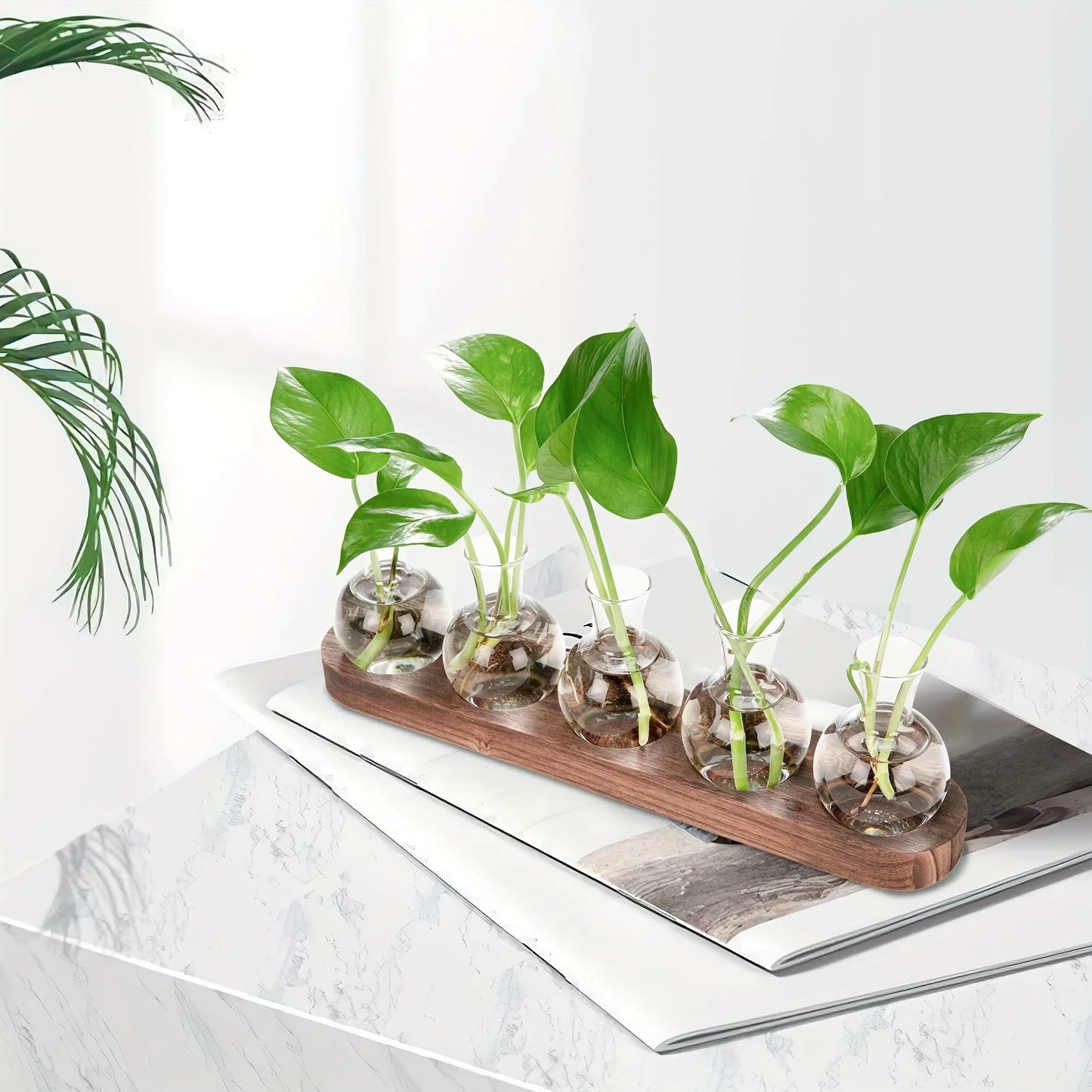 Plant terrarium glass vase with wooden tray for hydroponics propagation, indoor desktop decor.