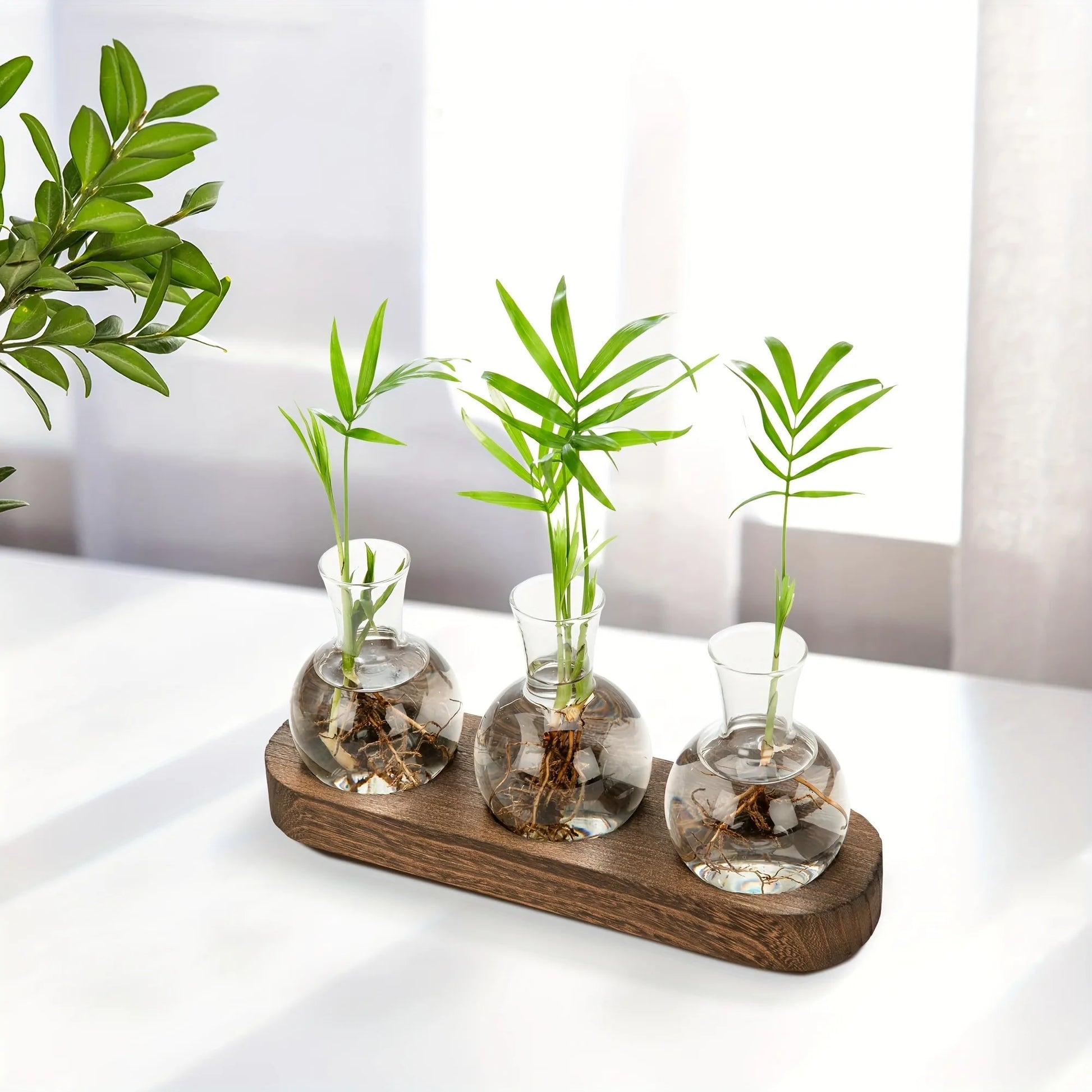 Modern plant terrarium glass vase with wooden tray, ideal for hydroponic propagation and indoor decor.