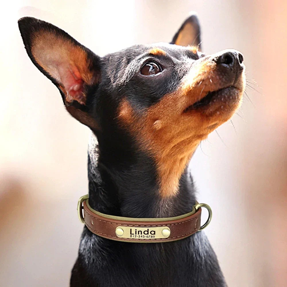 Personalized leather custom dog collar with soft padding, shown on a small dog, featuring a durable pet ID tag for medium to large breeds.